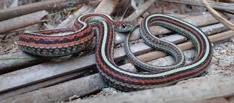 Natural history garter snakes (genus thamnophis) are one of the most common of snakes. San Francisco International Airport