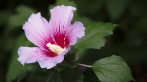 It really is incredible when you think about all the natural bible herbs we can easily access and benefit from on an everyday basis. Bible Verses About Flowers