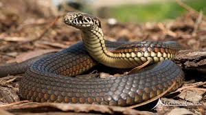 I parenti sono come le scarpe: Frasi Citazioni E Aforismi Sul Serpente Aforisticamente