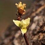 Image result for Hexalobus monopetalus