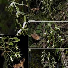 Image result for Bonatea antennifera