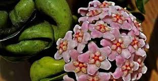 Bring your space to life with some brightly colored foliage, it's the perfect recipe for happiness. Hindu Rope Plant Hoya Carnosa Compacta Ultimate Care Guide