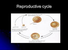 We did not find results for: Sexual Reproduction In Animals The Animal Kingdom Includes A Wide Variety Of Organisms With Different Body Forms And Ways Of Living Ppt Download