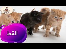 معلومات عن حيوان القط للأطفال بدون موسيقى من راويتي تروي قصة Youtube Cats Animals