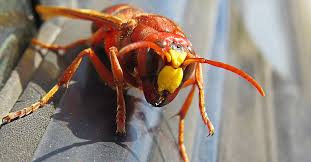 Subsequent investigation revealed they were asian giant hornets,. Murder Hornets Should We Be Worried Elite Medical Center