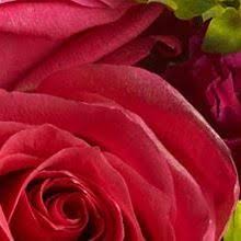 We did not find results for: Schroeder S Flowers Schroederflower Profile Pinterest