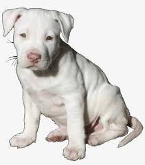 Discover more posts about pitbull puppies. Pit Bull Pup Trans Cute White Pitbull Puppy Png Image Transparent Png Free Download On Seekpng