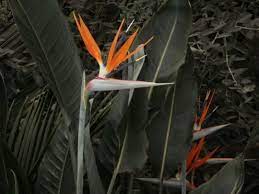 Bird Of Paradise Grows On You Birds Of Paradise Garden Pictures Bird
