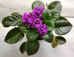 So now that you know how to care for christmas cactus, it's time to roll up your sleeves and get to planting! Optimara Little Amethyst This Is A Miniature Variety The Leaves Are Ovate Pointed Serrated In Shape They Are Hairy Glo African Violets Plants Saintpaulia
