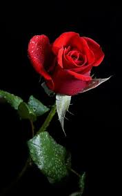 Google Beautiful Rose Flowers Rose Flower Pictures Beautiful Flowers