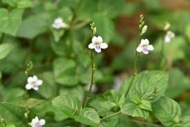 Image result for Asystasia guttata