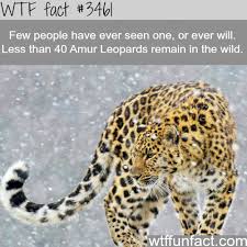 Pin On Fun Facts