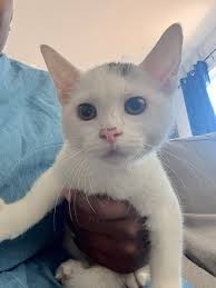 Lost Cat Smiles in Parkville, MD, Needs Help Finding Her