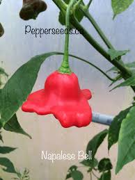 Image result for Capsicum baccatum