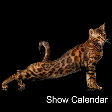 Networking can help you find a cat that may be the perfect companion for your family. Welcome To Tica The International Cat Association Tica Cats Tica Pedigreed Cats Pedigreed Cats Pedigreed Cats Registry Household Pet Cat Registry Domestic Cat Registry Savannah Cat Bengal Cat Persian Cat Maine