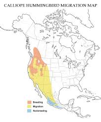 During the spring, people can submit hummingbird sightings to hummingbird central. Hummingbird Migration Spring Fall Migration Information 2020 Map