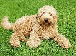 Labradoodle puppies make the perfect companion for any family, especially those with children. Labradoodle Puppies And Dogs For Sale Near You
