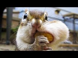 We did not find results for: Best And Funniest Squirrel Chipmunk Videos Funny And Cute Animal Compilation Youtube