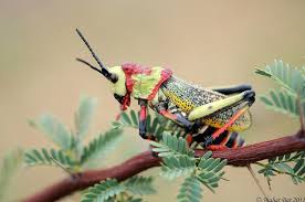 Green Milkweed Locust Grass Hopper By Shahar Bar Via Flickr Grasshopper Milkweed Insects