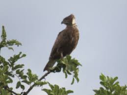 Backyard Birds Of Middle Tennessee Brown Snake Eagle Serengeti Np Tanzania Bird Life List Serengeti Animals
