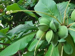 Image result for Terminalia catappa