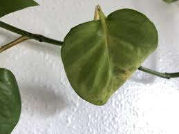 If you let your fittonia dry out too much, it will let you know with limp leaves. Ask A Question Forum Pothos Dying After Repotting Garden Org