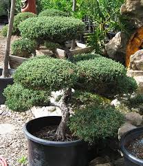 The salvation army in san fernando valley. Tops Nursery Los Angeles San Fernando Valley Bonsai Nursery Bonsai Nursery Bonsai Tree Care Trees To Plant