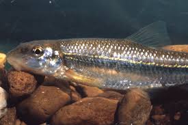 Image result for Menisorus pauciflorus