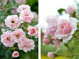 With a liquid fertilizer, plants can absorb nutrients quickly through both their roots and foliage. Stop And Smell The Roses