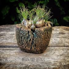 Image result for Albuca setosa