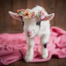29 Funny Baby Goat Pictures That Show They Could Be The Most Adorable Animal Of All Baby Goat Pictures Goat Picture Cute Animals