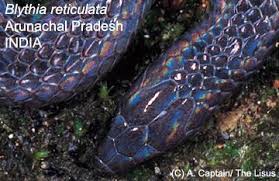 Image result for Behnia reticulata