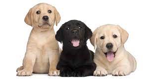 Explore 213 listings for lab puppies for sale at best prices. Miniature Labrador Is This Mini Dog The Right One For You