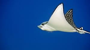 The spotted eagle ray (aetobatus narinari) is a cartilaginous fish of the eagle ray family, myliobatidae. Spotted Eagle Ray