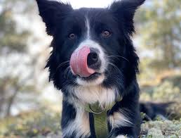 Despite how goofy they can be. 10 Great Ways To Tire Out Your Border Collie The Paws