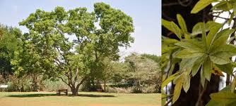 Image result for Combretum erythrophyllum