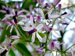 Image result for Meliaceae