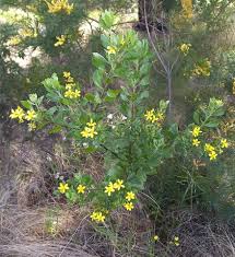Image result for Chrysanthemoides monilifera