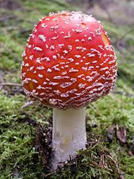 Gambar terkait pelajaran seni buku mewarnai cara menggambar. Amanita Wikipedia Bahasa Indonesia Ensiklopedia Bebas