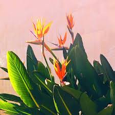 Bird Of Paradise Plant Painting Bird Of Paradise Photo By Happymundane On Instagram Paradise Painting Birds Of Paradise Plant Plant Aesthetic