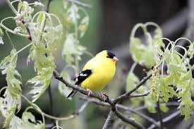Birds continue to learn song patterns throughout life. Bird Goldfinch Avian Wild Finch Wildlife Song Song Bird Nature Perched Branch Pikist