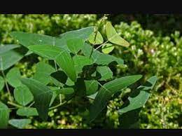 Shree rama rama rameti rame rame manorame sahastra nama tatulyam rama nama varanane by reading this you get. Kebun Herba Info Dan Khasiat Daun Rerama Daun Rama Rama Facebook