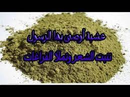 ورق السدر الطبيعي ينبت الشعر ويملأ الفراغات ويمنع التساقط شاهد الطريقة العملية للنساء والرجال youtube hair