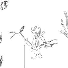 Image result for Neoholstia tenuifolia