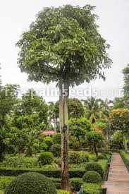 Image result for Alstonia