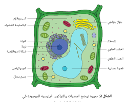 Image of البلاستيدات الخضراء في الخلية النباتية