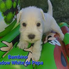 Chovatelská stanice malých bílých kníračů