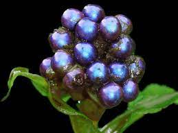 ﻿ need a marble identified? A Berry So Shiny It S Irresistible And Inedible Npr