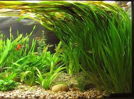 Image result for Vallisneria