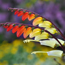 See more of exotic love on facebook. Exotic Love Vine Seeds The Seed Collection